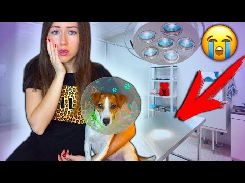 Видео: ТАЙНАЯ БОЛЕЗНЬ моей Собаки Моя История Джина болеет аллергия | Elli Di Pets