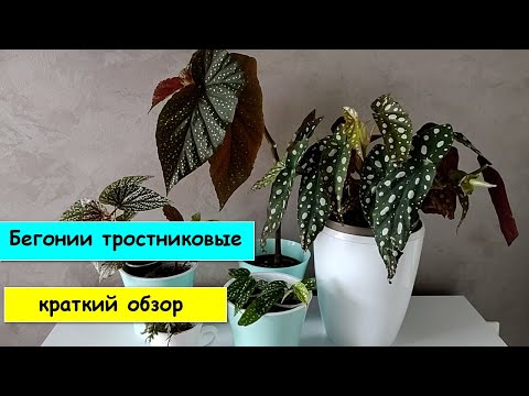 Видео: Бегонии тростниковые. Небольшой обзор некоторых сортов.