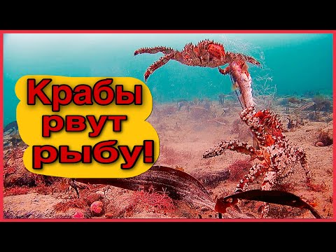 Видео: Крабалка по-сахалински! Показываю как питается краб, вытаскиваем по 2 краба