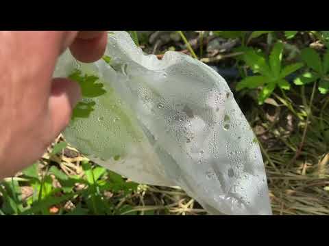 Видео: Травянистая прививка винограда