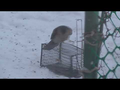 Видео: Поймал  Ястреба примитивной снастью.