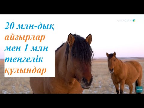 Видео: Қазақ еліндегі жылқы тұқымдары
