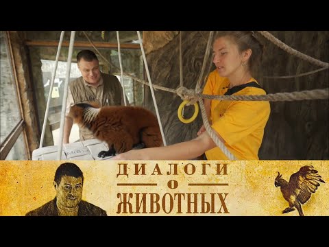 Видео: Сафари Парк в Геленджике. 10-я серия // Диалоги о животных @SMOTRIM_KULTURA
