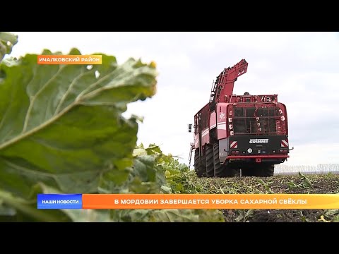 Видео: В Мордовии завершается уборка сахарной свёклы