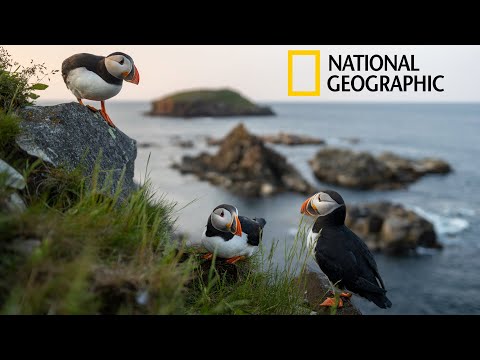 Видео: От нуля до Nat Geo | Путешествие фотографа дикой природы