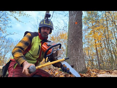 Видео: Сегодня я поиграю для вас на Stihl ms 261C-M, Лесозаготовка, Амлес, Зетор, Лесные работы.