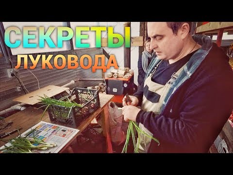 Видео: Зимняя теплица. Выращивание лука.