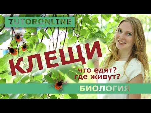 Видео: Биология | Клещи. Что едят? Где живут?