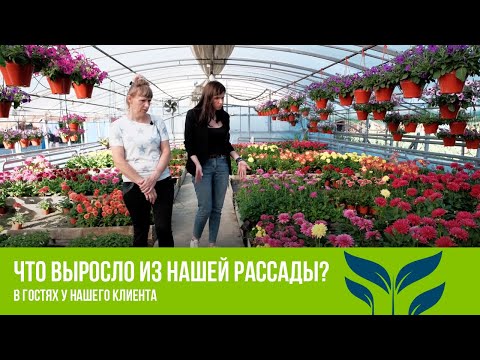 Видео: Что выросло из нашей рассады? В ГОСТЯХ У КЛИЕНТА