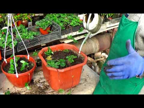 Видео: Ампельная клубника "Тоскана" -  как вырастить урожай в комнате!