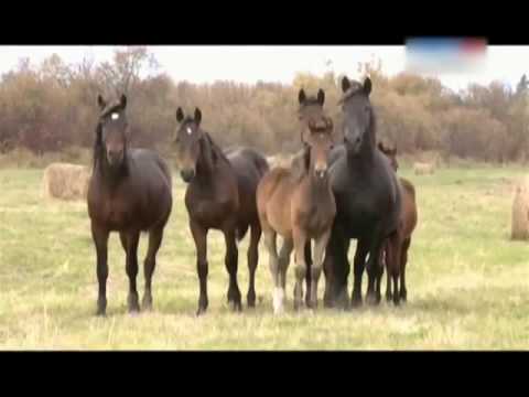 Видео: Чулымцы. Исчезающий народ. Забытые рыбаки и охотники.