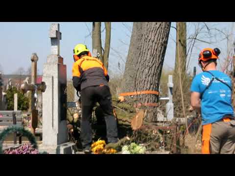 Видео: Зрізання дерева на цвинтарі/кладовищі, секційне видалення із завішуванням, послуги арбористів