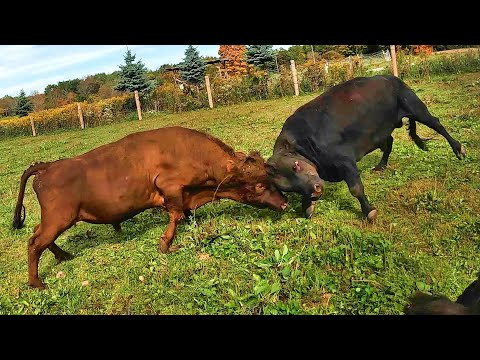 Видео: БЫК ПРОТИВ БЫКА!