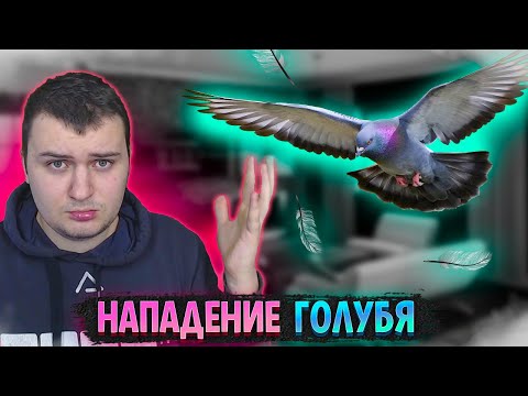 Видео: ГОЛУБЬ НАПАЛ НА МЕДАЛИСТА ВО ВРЕМЯ СТРИМА // НАРЕЗКА СО СТРИМА №3