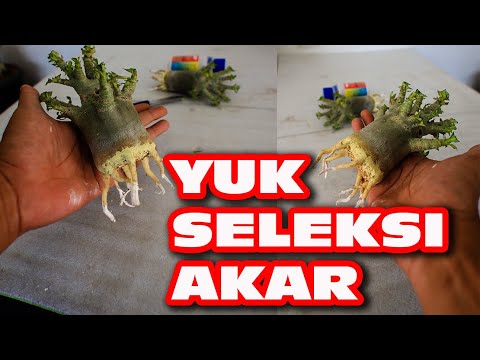 Видео: Как выбрать первый этап адениум рут, после программы рут. Бонсай из розы пустыни