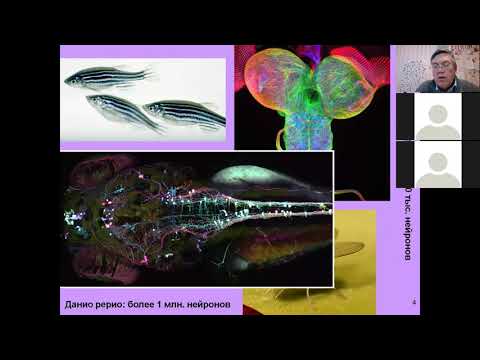 Видео: Дубынин МФК весна 2021 Химия мозга 1 вещества