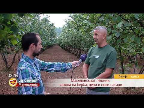 Видео: Македонскиот лешник: сезона на берба, цени и нови насади
