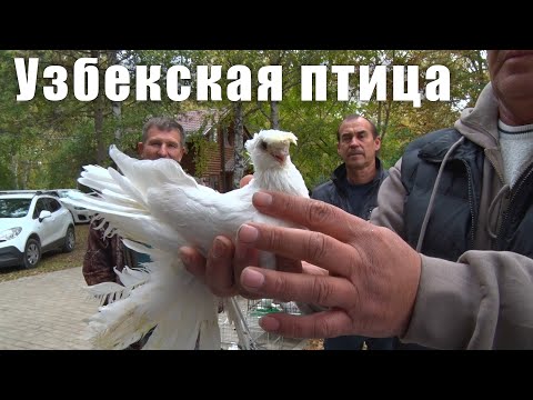 Видео: Форум любителей узбекской птицы. [19.10.2024]