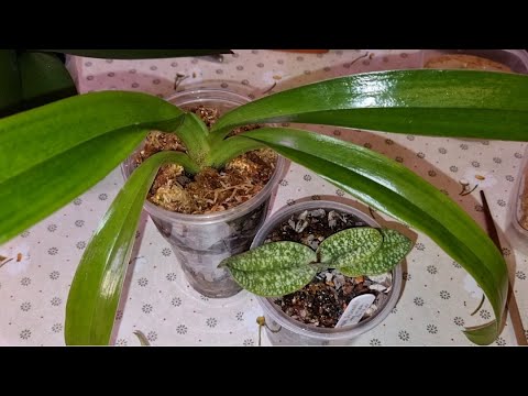 Видео: ОРХИДЕИ ОТДАВАШКИ ПОСАДКА | Paphiopedilum, Пафиопедилум, Венерин Башмачок