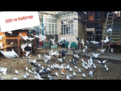 Видео: Кабутарлар зурлари 200та Покистон бакнски Андижаниский жиззах учмалар KABUTARLAR 30 metrli PETLA