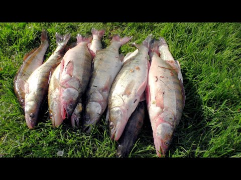 Видео: ВЕСЕННЯЯ РЫБАЛКА НА СУДАКА . БЕШЕНЫЙ КЛЕВ СУДАКА НА РЕЗИНКУ.Судак пошел 10.05.2022.