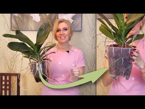 Видео: "ФИГВАМ" для орхидеи НАМУДРИЛА при ПЕРЕСАДКЕ. Как? ПОКАЖУ.