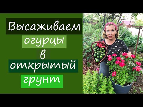 Видео: Высаживаем огурцы в открытый грунт