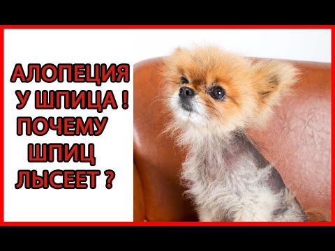 Видео: Облысение шпица. Алопеция у шпица.