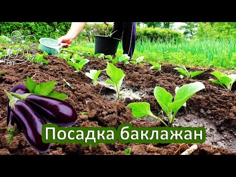 Видео: 🍆 Посадка баклажанов в открытый грунт рассадой