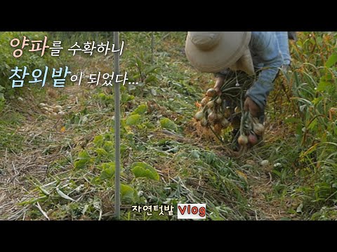 Видео: [Июнь-2] После уборки лука, поле дынь / Jjajangbap * Рис Эдамаме