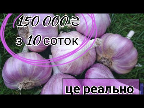 Видео: Чи можна заробити 150 000₴ на ЧАСНИКУ!? Чи реальна цифра?