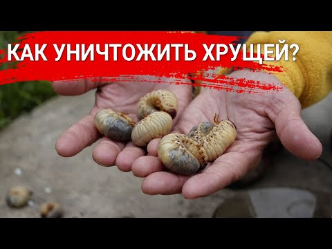 Видео: Как уничтожить хрущей?