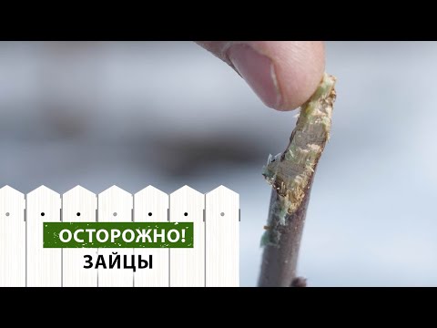 Видео: Как спасти молодые деревья, поврежденные зайцами