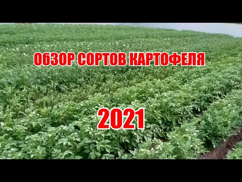 Видео: Обзор сортов картофеля 2021 год