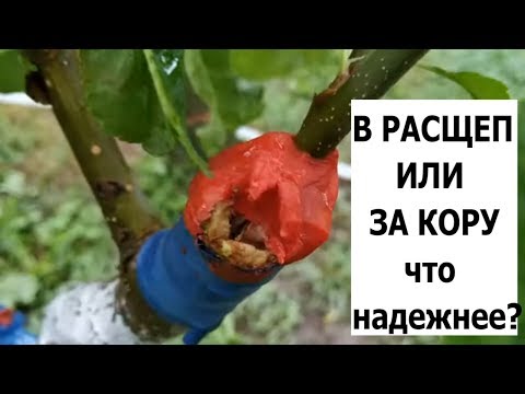 Видео: сравнение прививок