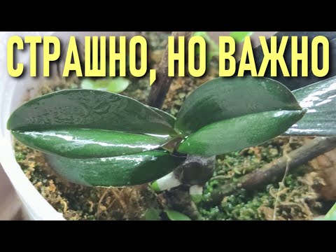 Видео: ОРХИДЕИ! ШОКИРУЮЩЕЕ ВИДЕО! СТРАШНО - НО ВАЖНО ВИДЕТЬ И ЗНАТЬ! ЛУЧШИЕ МЕТОДЫ БОРЬБЫ ЗА ЖИЗНЬ ОРХИДЕЙ!