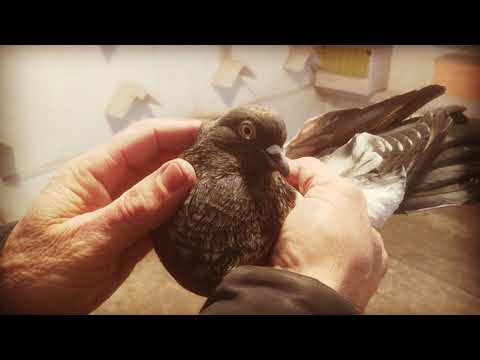 Видео: Кировоградские голуби у Александра Спирина 2