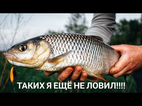 Видео: Голавль в мае и не только. Красота рыбалки на голавля моими глазами.