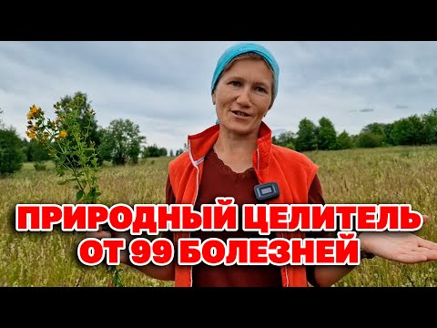 Видео: УБОЙНАЯ СИЛА ЗВЕРОБОЯ СТАВИТ НА НОГИ РАЗВЕНЧИВАЕМ СЛУХИ ЗВЕРОБОЙ ПРОДЫРЯВЛЕННЫЙ @natureMarusya