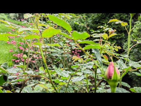 Видео: Розы Остина в конце весны 2025 года 🤔