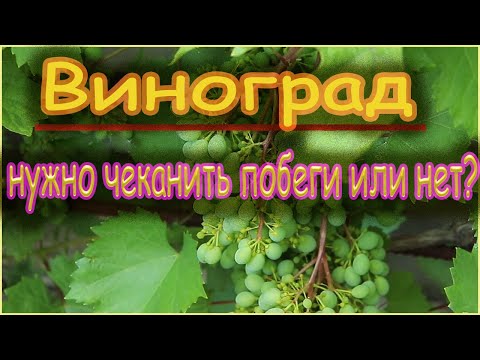 Видео: Когда, зачем и как чеканят побеги винограда.