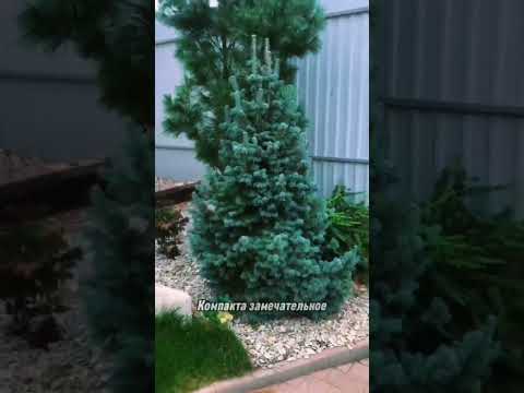 Видео: В преддверии чуда... Пихта Субальпийская Компакта (Abies lasiocarpa Compacta)