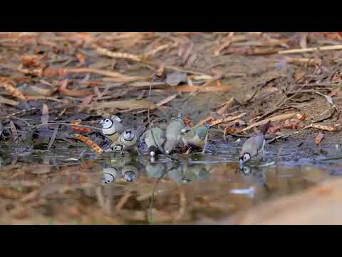 Видео: Амадины у себя на родине.  (дикая природа )