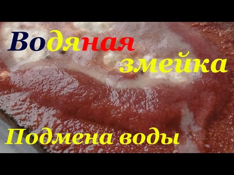 Видео: Аулофорус Подмена воды Выращивание аулофоруса Аулофорус содержание