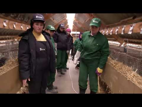 Видео: Промышленное разведение норок