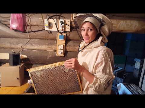 Видео: ПЧЕЛОВОДСТВО №17: А вот так мы качаем мед.