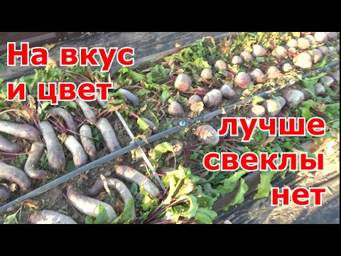 Видео: Уборка свеклы. Лучшие сорта свеклы, которые понравились и буду сажать на следующий год