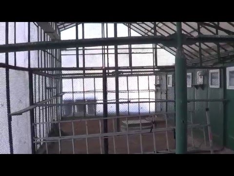 Видео: Вольеры для гонных и статных голубей
