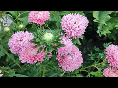 Видео: 8 ОДНОЛЕТНИХ ЦВЕТОВ 🌺🥀🌼🌸🏵️В МОЕМ САДУ #цветы #дача #сад