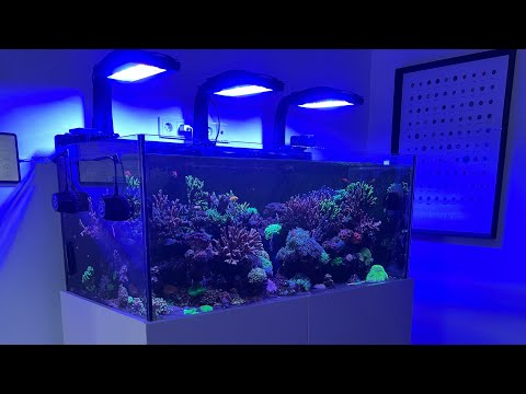 Видео: Морской аквариум 1.500 литров Анапа super technology